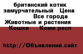 британский котик замурчательный › Цена ­ 12 000 - Все города Животные и растения » Кошки   . Коми респ.